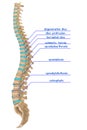 Damaged spine. Infographics of various back diseases.